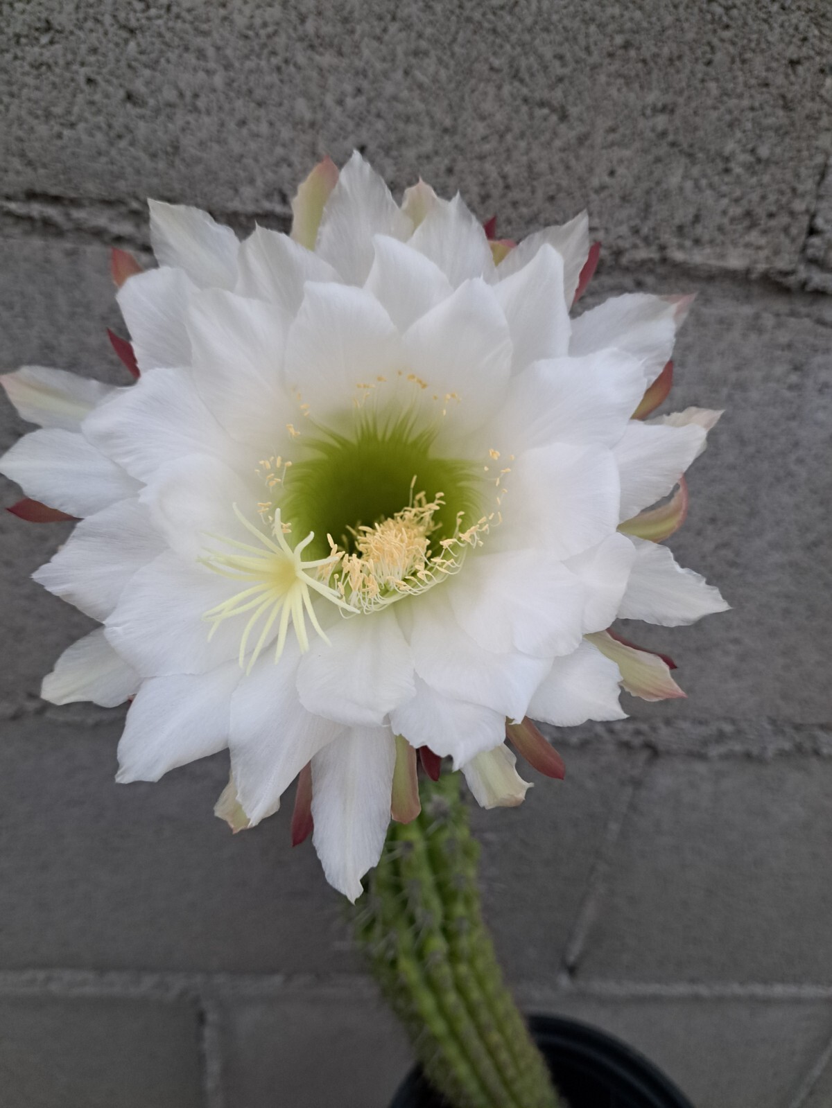 Echinopsis Cereus Thelegonus 3 Tops Plant Cactus 11H Echinopsis Cereus Thelegonus 3 Tops Plant Cactus 11H