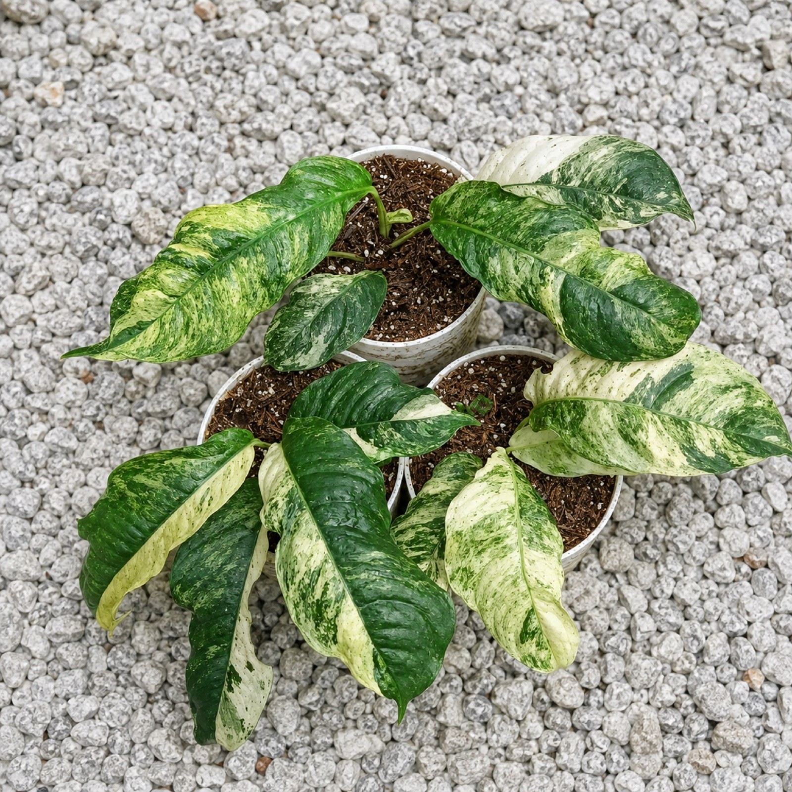 Rhaphidophora Puberula Variegated Rare Aroid Houseplant Variegated Tropical