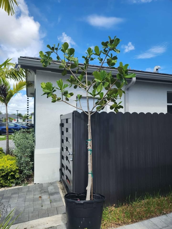florida native Clusia Rosea – Autograph Tree | $99.99 - 10 feet tall