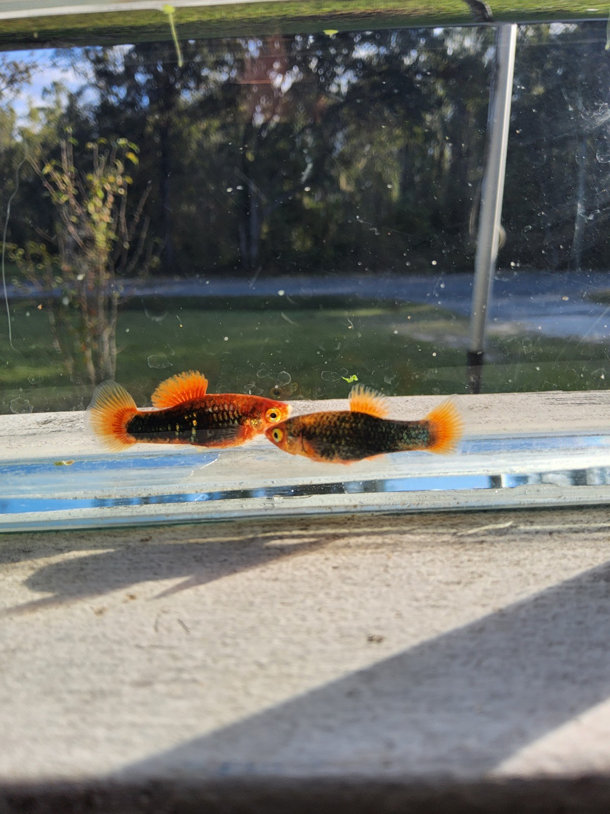 Redtail Black Variatus Platy Pair Redtail Black Variatus Platy Pair