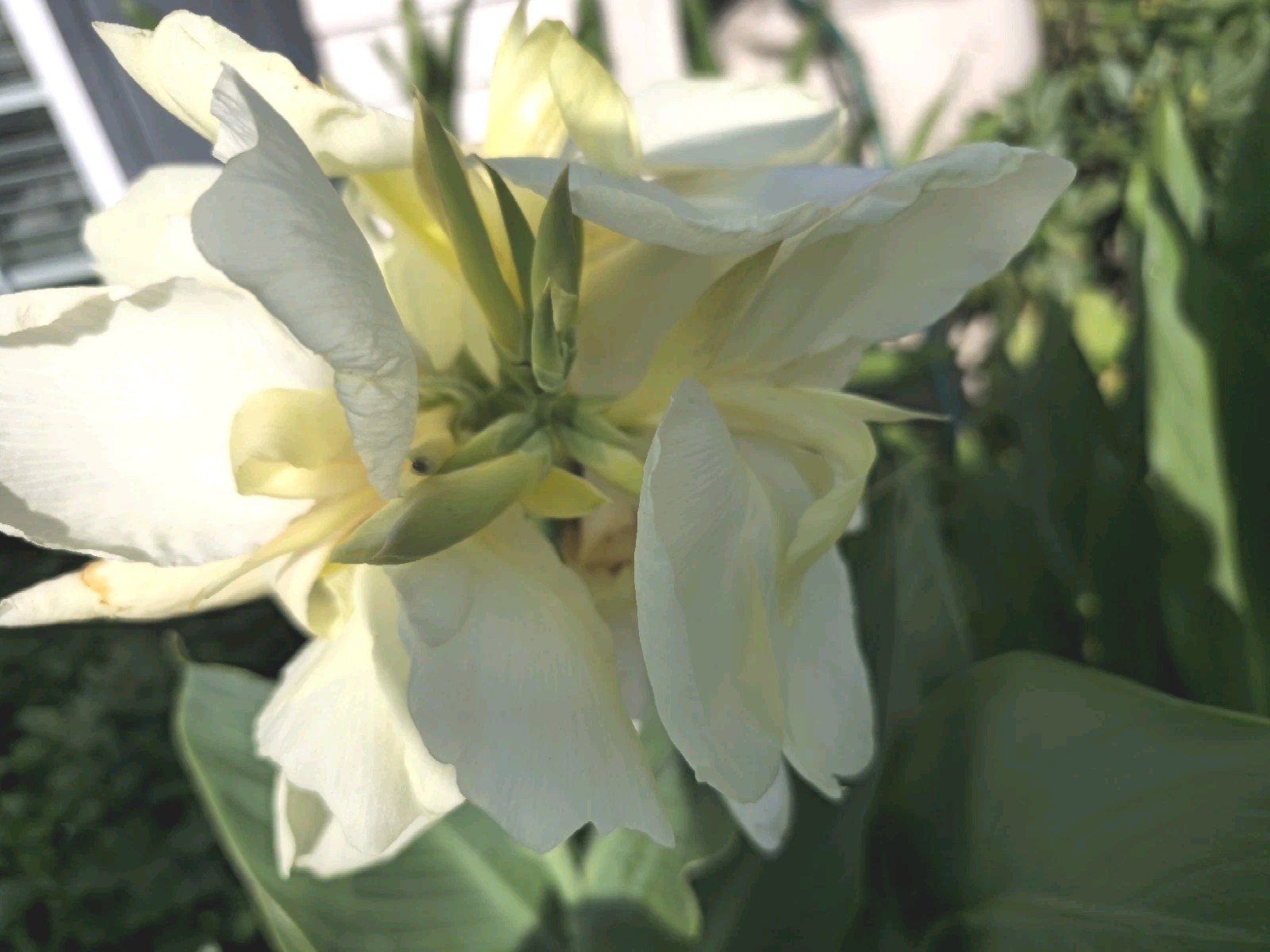 2 beautiful Alaskan White Canna Lily Rhizome Bulbtubers perennial 2 beautiful Alaskan White Canna Lily Rhizome Bulbtubers perennial