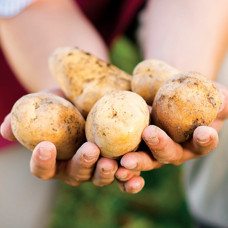 Simply Seed - 5 LB - Kennebec Potato Seed - Non GMO - Natural Grown - Order Now Simply Seed - 5 LB - Kennebec Potato Seed - Non GMO - Natural Grown - Order Now