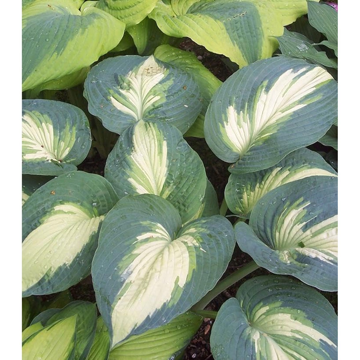 Green Farms Live Plant From Green - Hosta Shadowland Green Farms Live Plant From Green - Hosta Shadowland