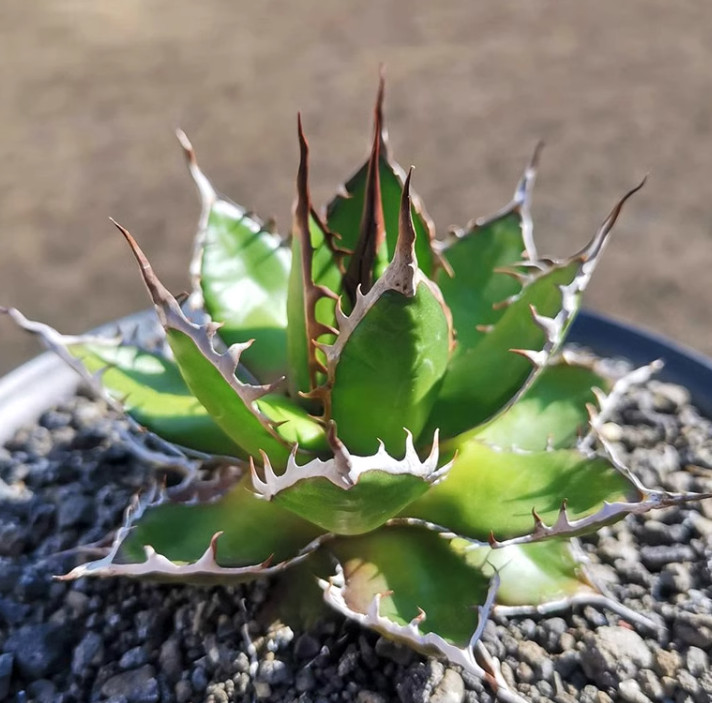 Succulent plants agave horrida Home Garden Bonsai decoration Plants 5-7cm