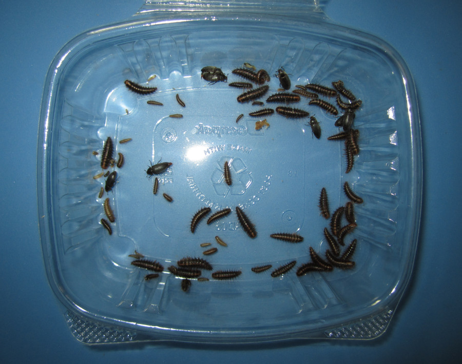 Dermestid Beetles - Starter Colony or Dubia Cleaner Crews - 
