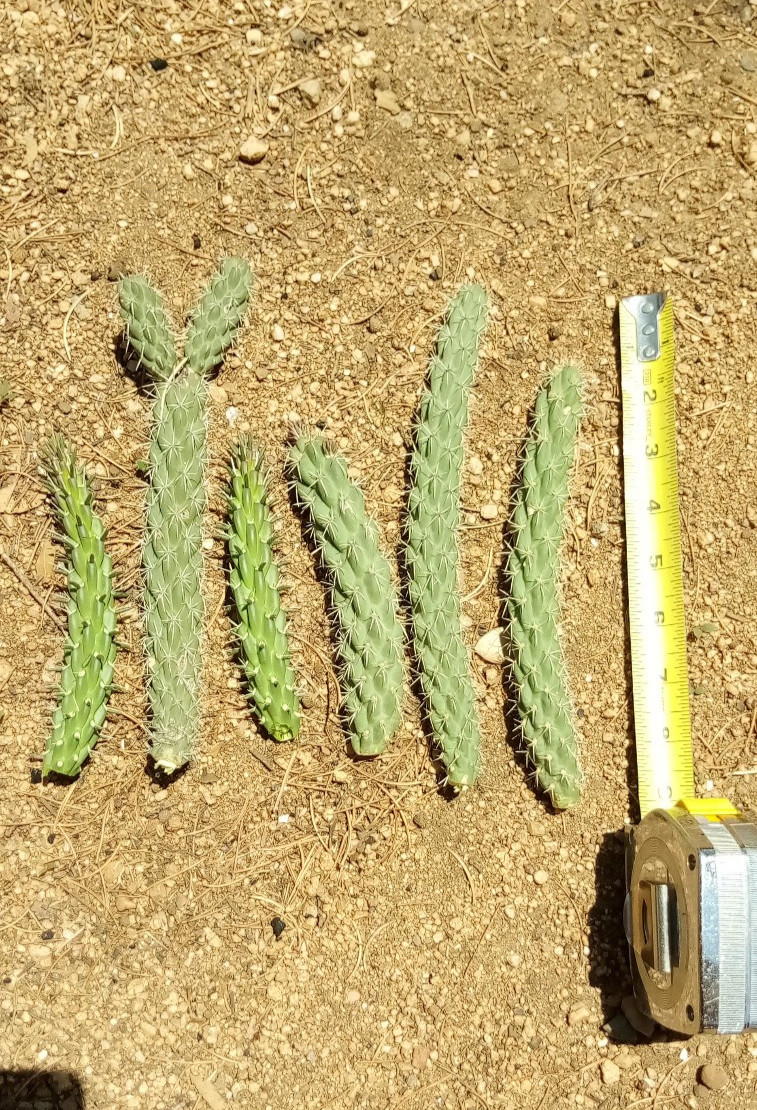 South West New Mexico Cholla Cactus 6 pcs. 4-6 inches long, C. spinosior South West New Mexico Cholla Cactus 6 pcs. 4-6 inches long, C. spinosior