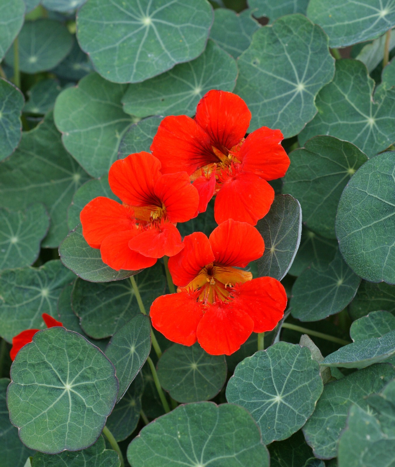 Nasturtium - Empress Of India, 50 Seeds Per Packet, Non-GMO