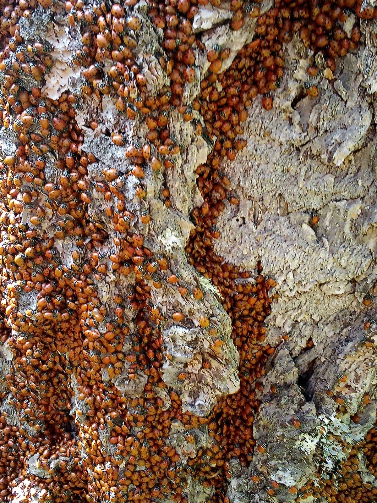 3000 ladybugs Live Ladybugs - Large Swarm Cluster on Tree Bark & Leaves 3000 ladybugs Live Ladybugs - Large Swarm Cluster on Tree Bark & Leaves