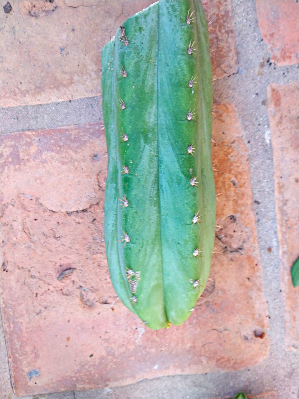 Cereus Columnar cactus cutting tpqc