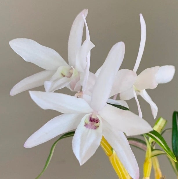 Dendroboum moniliforme variegated BS mini dendrobium orchid species. Rare form Dendroboum moniliforme variegated BS mini dendrobium orchid species. Rare form
