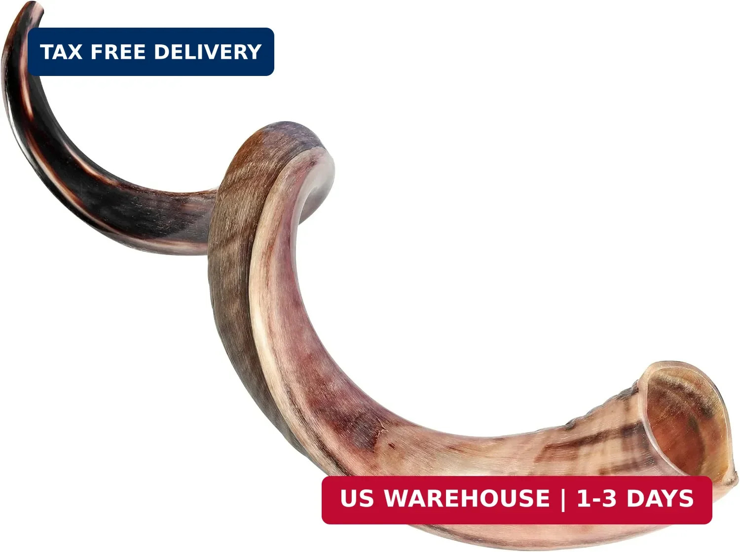 HalleluYAH Original Kosher Half-Polished Kudu Shofar From ISRAEL