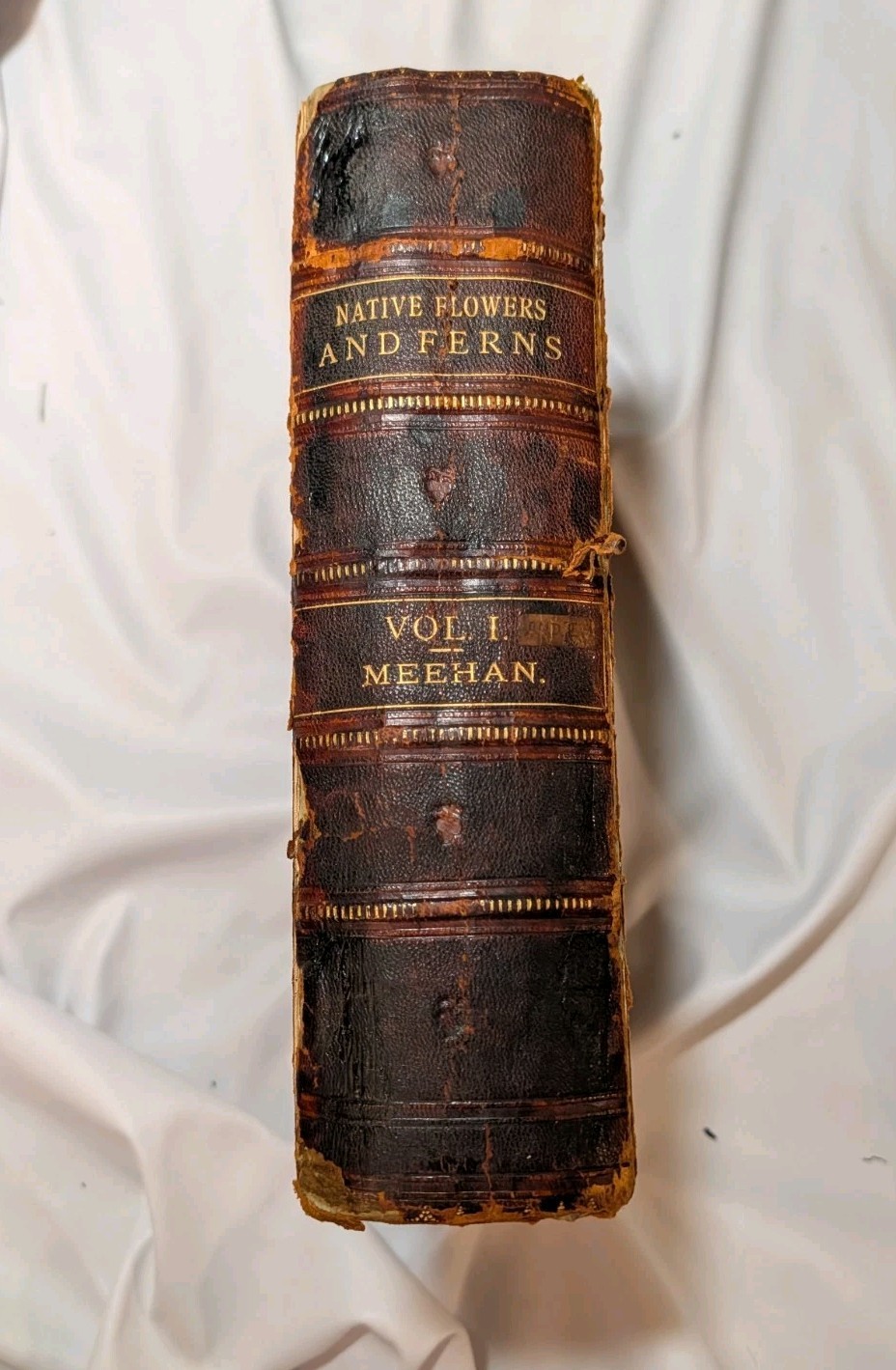 Antique Native Flowers and Ferns by Thomas Meehan 1878 Vol 1, Chromolithographs Antique Native Flowers and Ferns by Thomas Meehan 1878 Vol 1, Chromolithographs