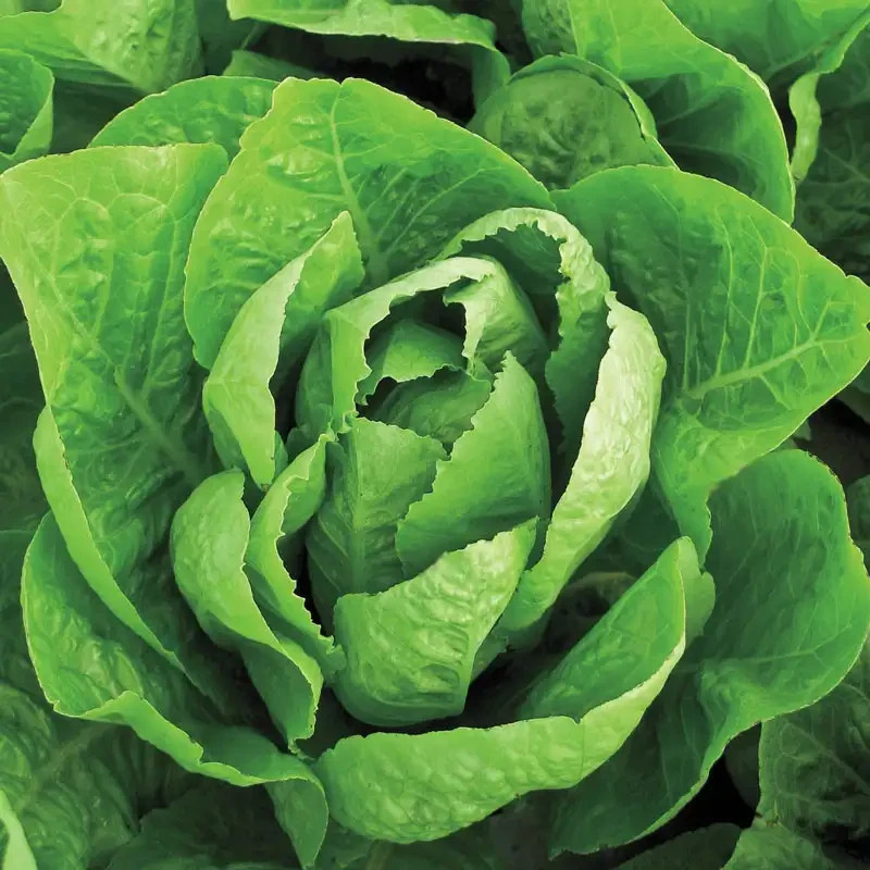 Jericho Romaine Lettuce 700 Seeds, NON-GMO, 