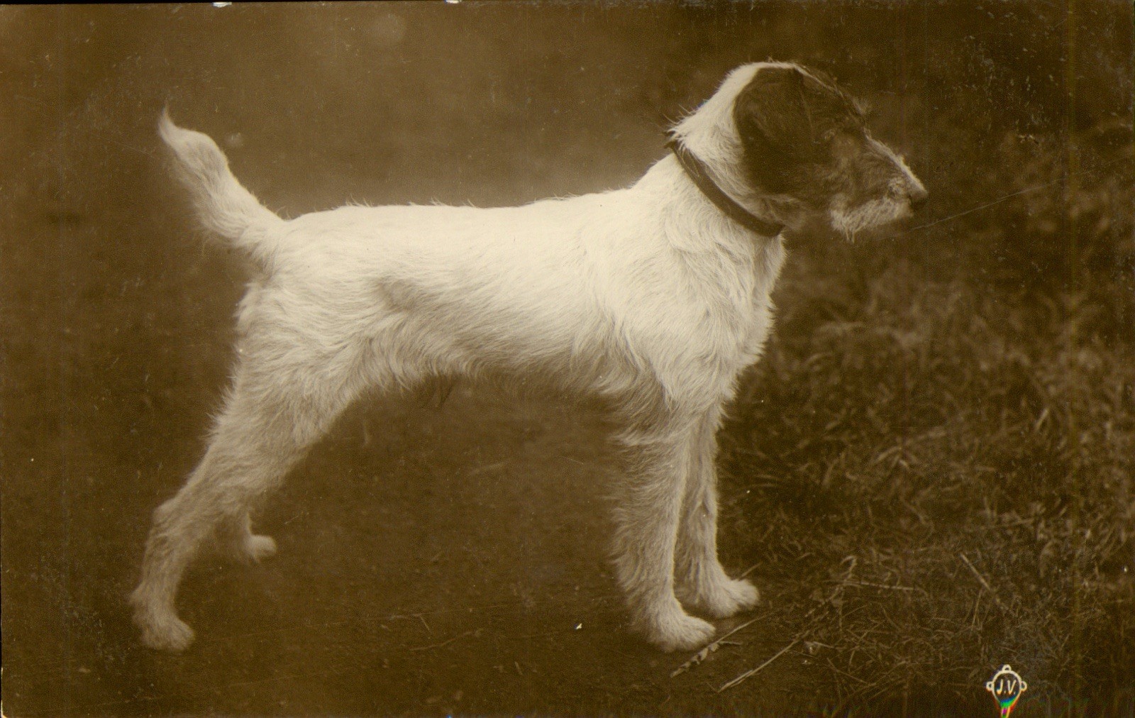 Dog Puppy Wire Haired poss. Fox Terrier RPPC Postcard Antique c1907 Real Photo N