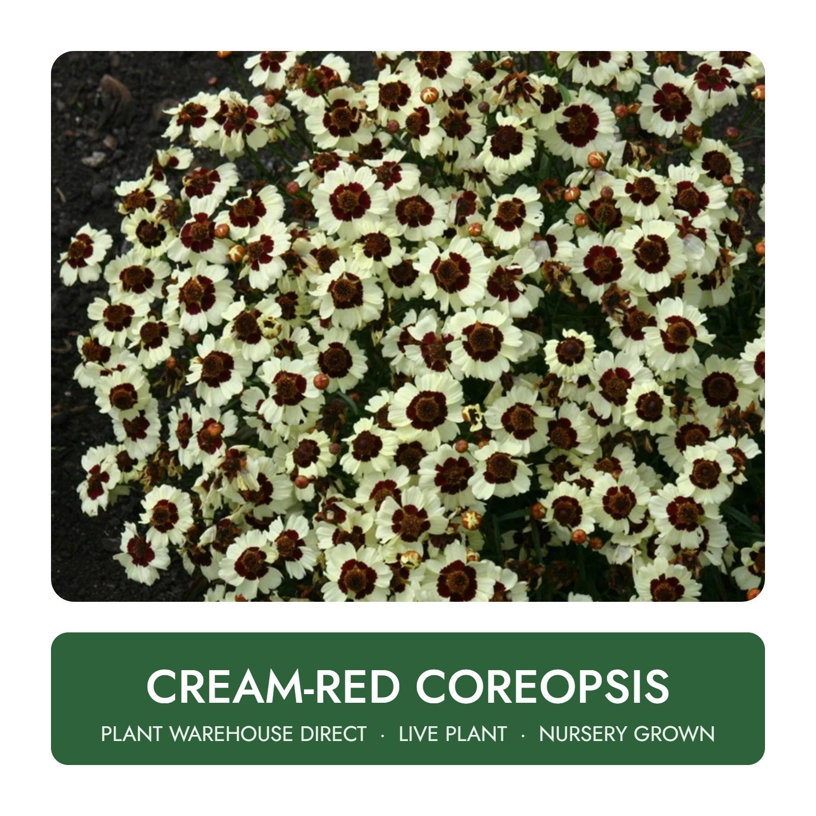Cream-Red Coreopsis Live Plant Well Rooted Cream-Red Coreopsis Live Plant Well Rooted