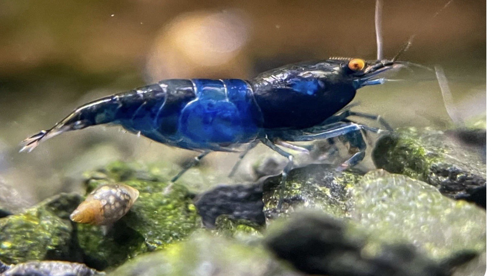 10+1 Orange Eye Blue Demon Neocaridina Shrimp 10+1 Orange Eye Blue Demon Neocaridina Shrimp