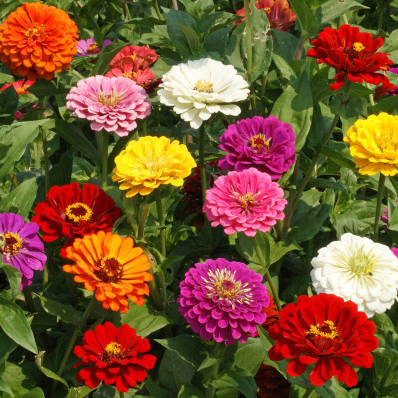 250+ ZINNIA CALIFORNIA GIANT SEEDS NON - GMO FRESH FOR YOUR FLOWER GARDENS