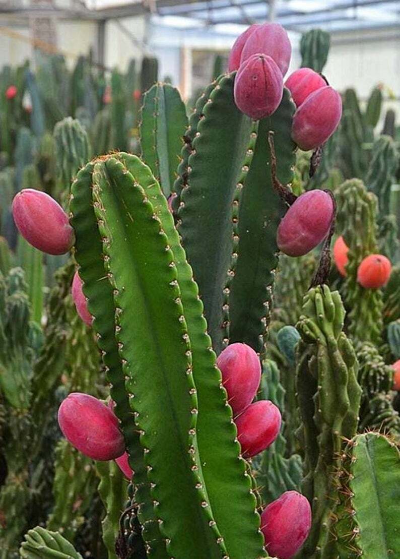 PERUVIAN APPLE CACTUS  (Cereus peruvianus ) ORGANIC 8-12\