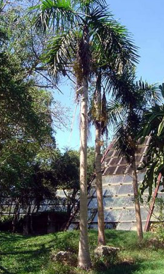 Gaussia gomez-pompae Live Plant, Mexican Palm, Tropical Ornamental Palm, Size #3