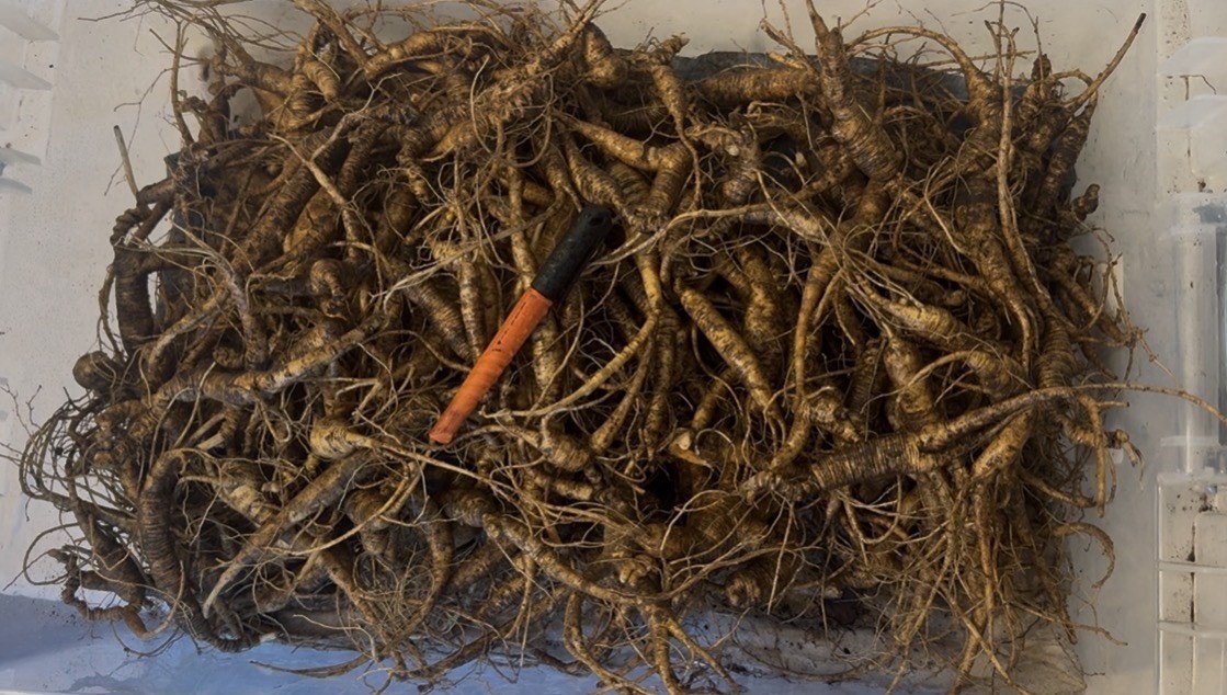 Premium High Quality Fresh Wild Ginseng (453 grams) Premium High Quality Fresh Wild Ginseng (453 grams)