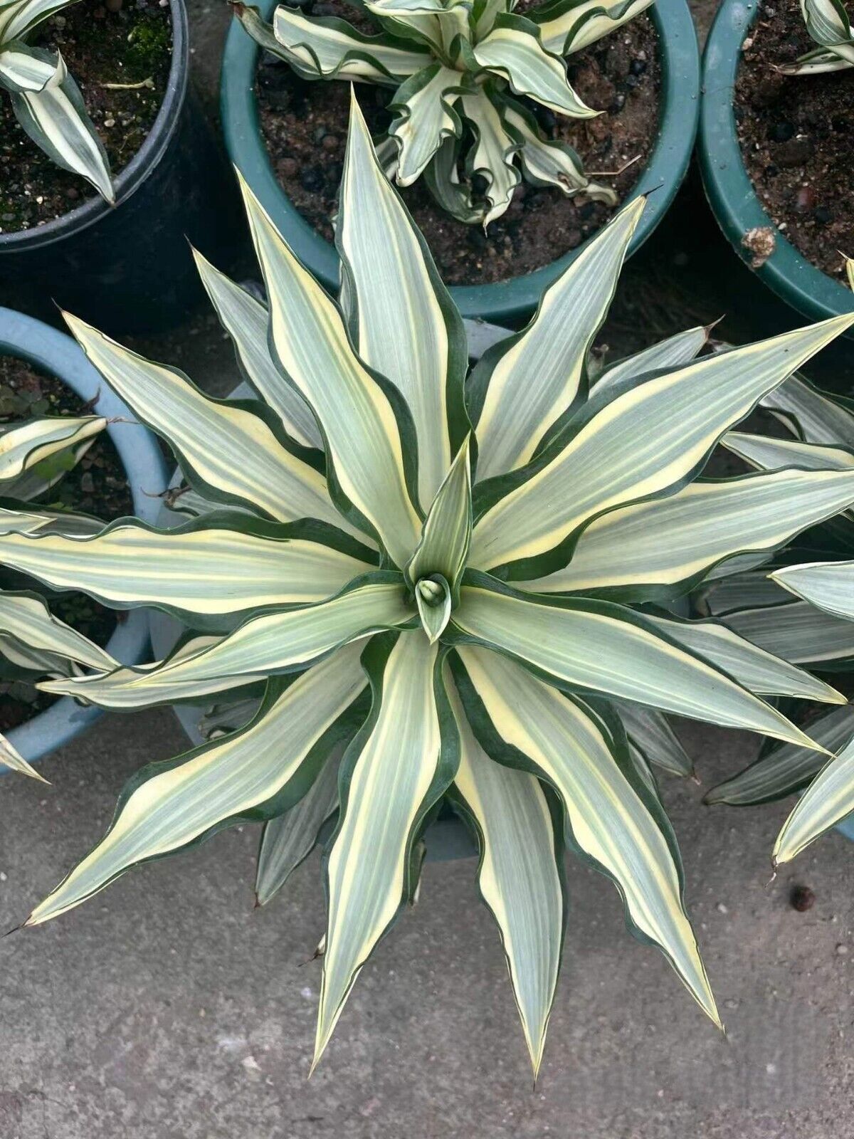12-15cm Agave desmetiana White variegated gave succulent plant