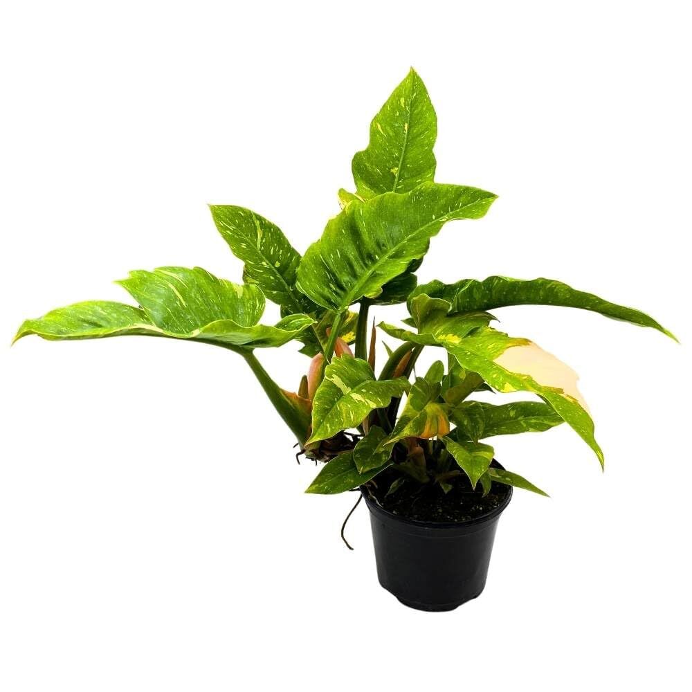 Philodendron Ring of Fire 6 inch Henderson\'s Pride Rare Variegated Philo Indoor Philodendron Ring of Fire 6 inch Henderson\'s Pride Rare Variegated Philo Indoor
