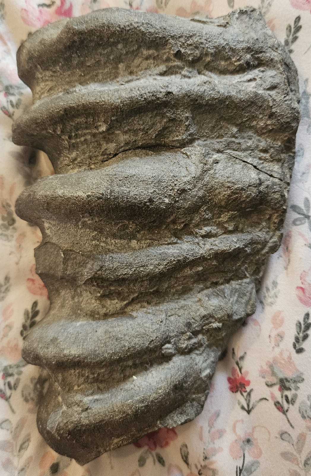 Museum Grade Devonian Glass Sponge Fossil Ceratiodictya cincta NY Hexactinellid Museum Grade Devonian Glass Sponge Fossil Ceratiodictya cincta NY Hexactinellid