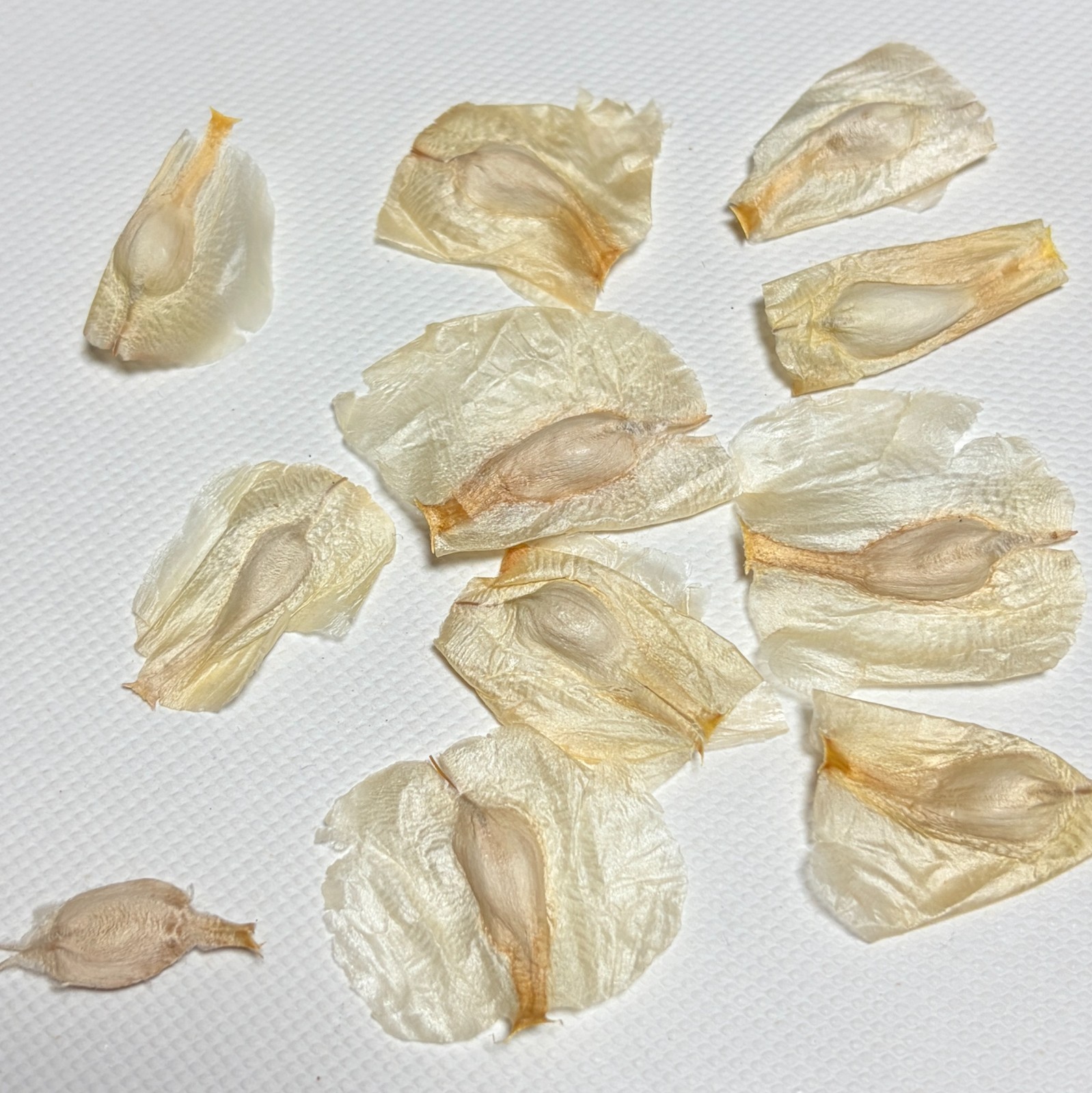 Welwitschia Mirabilis 2026seeds5/20/50/100/300pcs Welwitschia Mirabilis 2026seeds5/20/50/100/300pcs