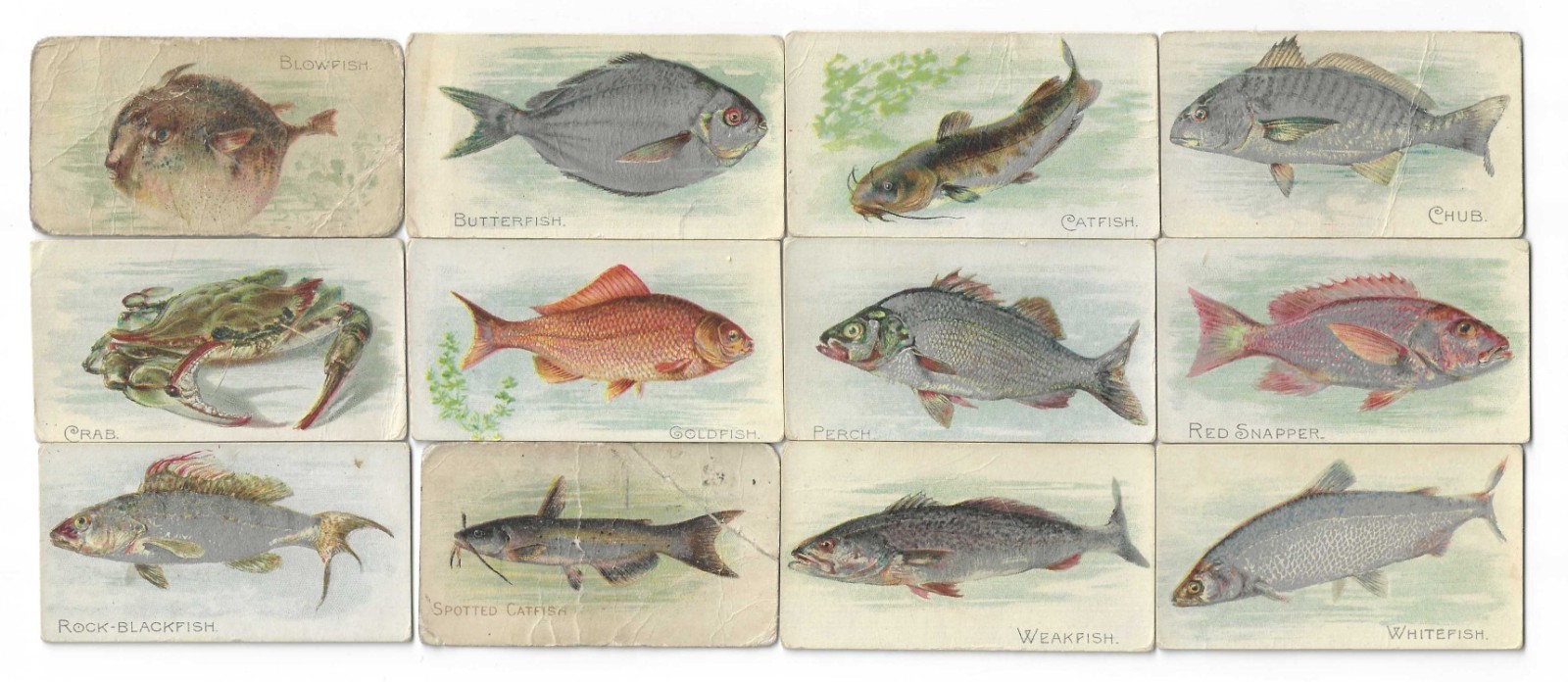 c1910s T58 Sweet Caporal Tobacco Cards - Fish Series - 12 Different Buy 1 or All