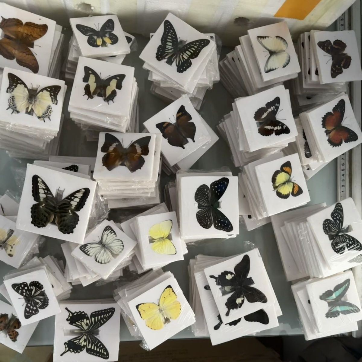 30 Assorted Real Butterfly Specimens Spread Wing PVC Packed A1-A- Grade 30 Assorted Real Butterfly Specimens Spread Wing PVC Packed A1-A- Grade