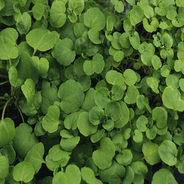 True Watercress Seeds | 1,000 Seeds | Heirloom / Non-GMO | | 1157 True Watercress Seeds | 1,000 Seeds | Heirloom / Non-GMO | | 1157