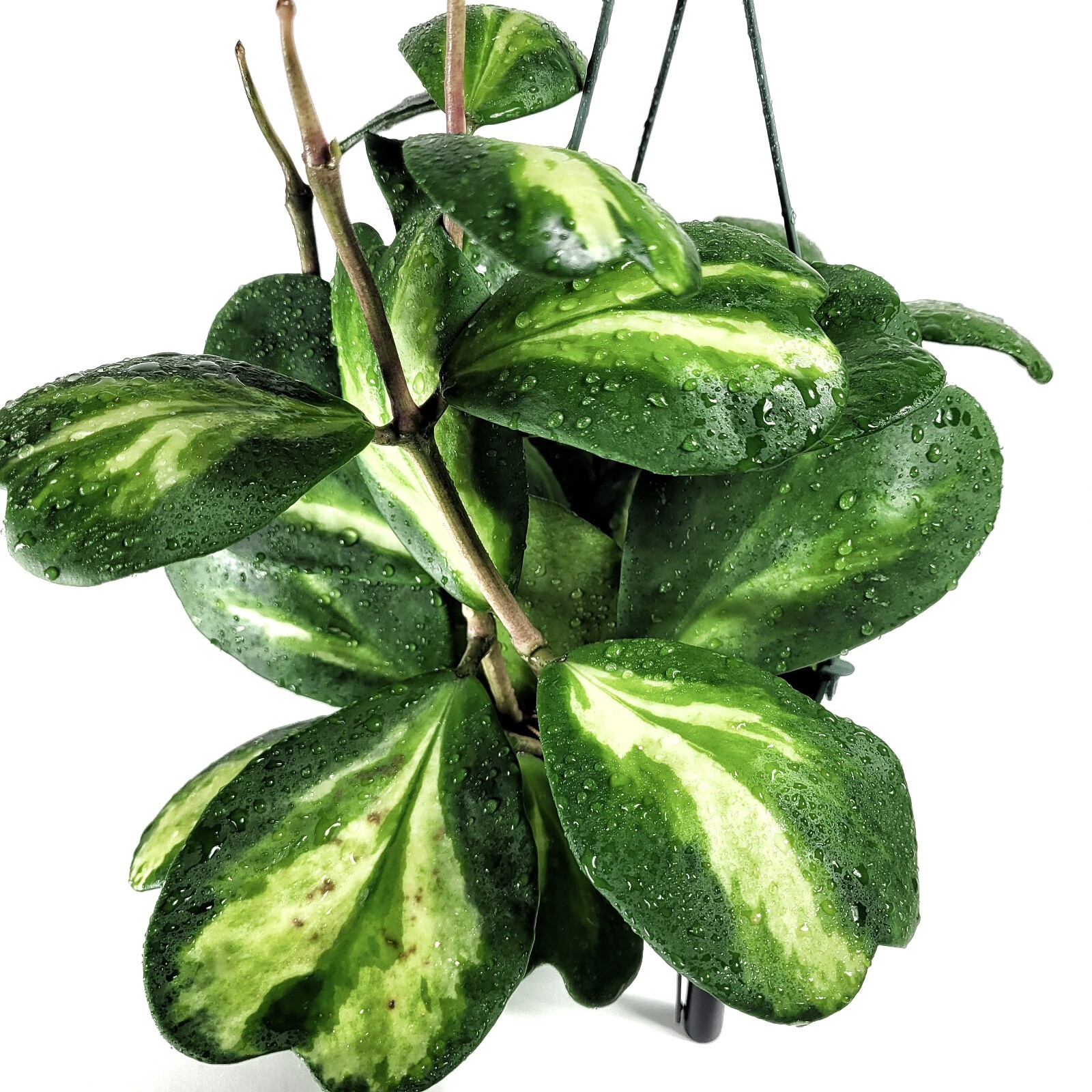 Hoya Kerrii Reverse Variegated bare roots - Heart shape leaves - CA Seller Hoya Kerrii Reverse Variegated bare roots - Heart shape leaves - CA Seller