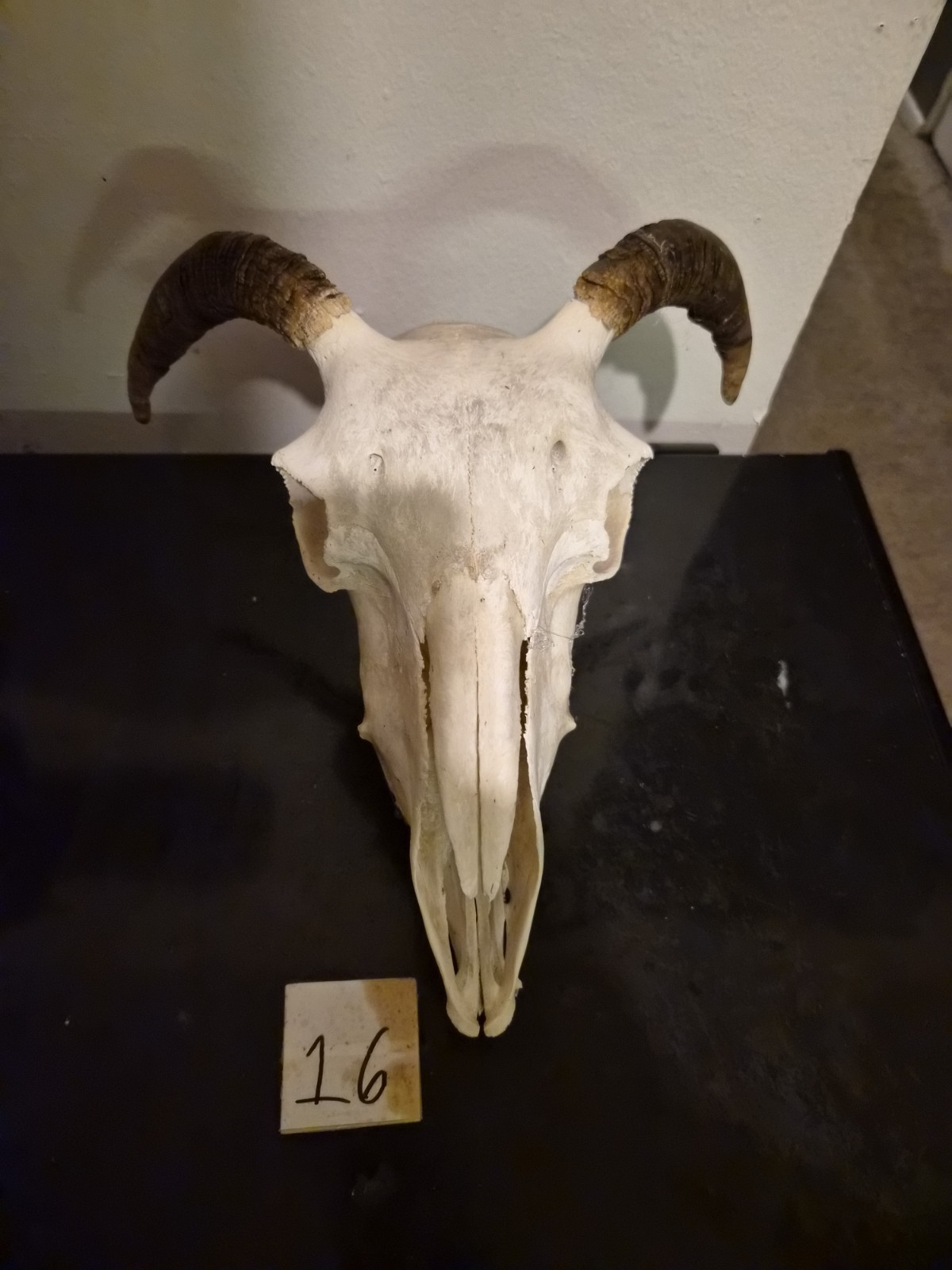 Goat Skull Goat Skull