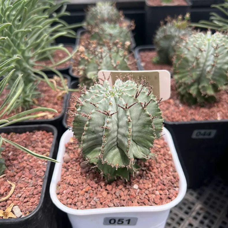 1Piece 5-6cm Seedgrowth Seedling Euphorbia Horrida Caudex Cactis Rare Plant 1Piece 5-6cm Seedgrowth Seedling Euphorbia Horrida Caudex Cactis Rare Plant