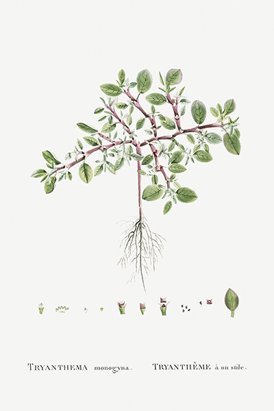Trianthema Monogyna (Desert Horsepurslane) - 1799 - Redoute Illustration Magnet Trianthema Monogyna (Desert Horsepurslane) - 1799 - Redoute Illustration Magnet
