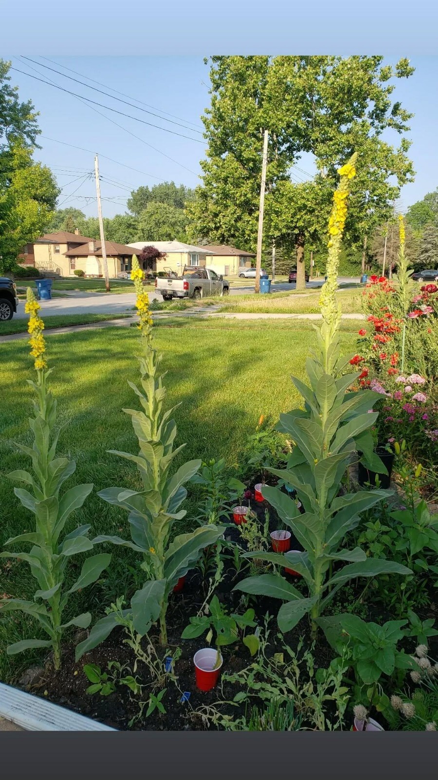 Common Mullein 200 Organic Seeds *Free Shipping*
