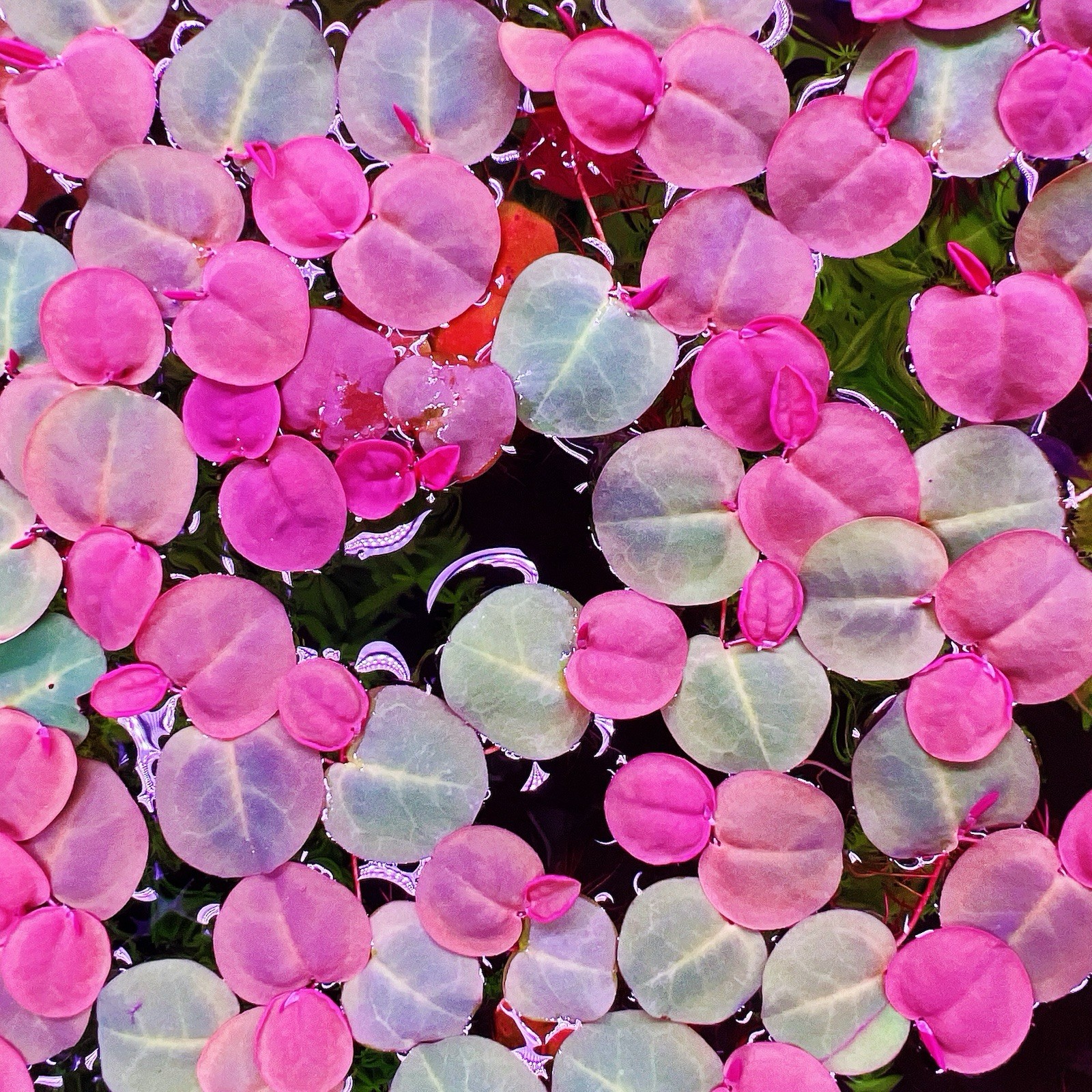 80+ Leaf Red Root Floaters Live  Aquarium Floating Plant Buy 2 Get 1 Free