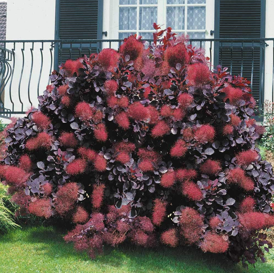 Purple Smoke Tree – Live Plant in Quart Pot (12–18