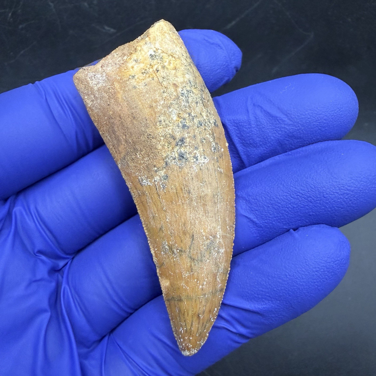 AFRICAN T REX REAL DINOSAUR TOOTH FOSSIL CHARCHARODONTOSAURUS 2.67” AFRICAN T REX REAL DINOSAUR TOOTH FOSSIL CHARCHARODONTOSAURUS 2.67”