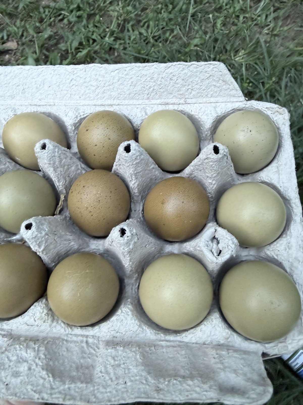 12 ct Fresh & Fertile F2 OLIVE EGGER hatching eggs. Both parents are EE x BCM 12 ct Fresh & Fertile F2 OLIVE EGGER hatching eggs. Both parents are EE x BCM