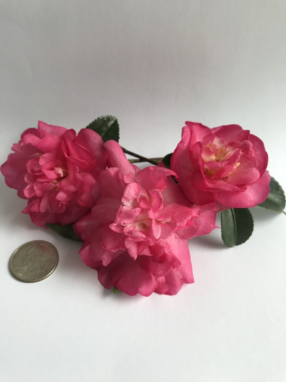 Camellia sasanqua \'Sparkling Burgandy\' starter plant in .5 Liter pot Camellia sasanqua \'Sparkling Burgandy\' starter plant in .5 Liter pot