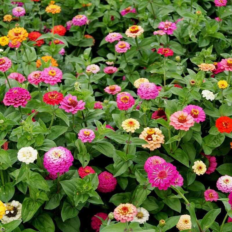 Pumila Mix Zinnia Seeds, Cut and Come Again, Variety Size Packets, Pumila Mix Zinnia Seeds, Cut and Come Again, Variety Size Packets,