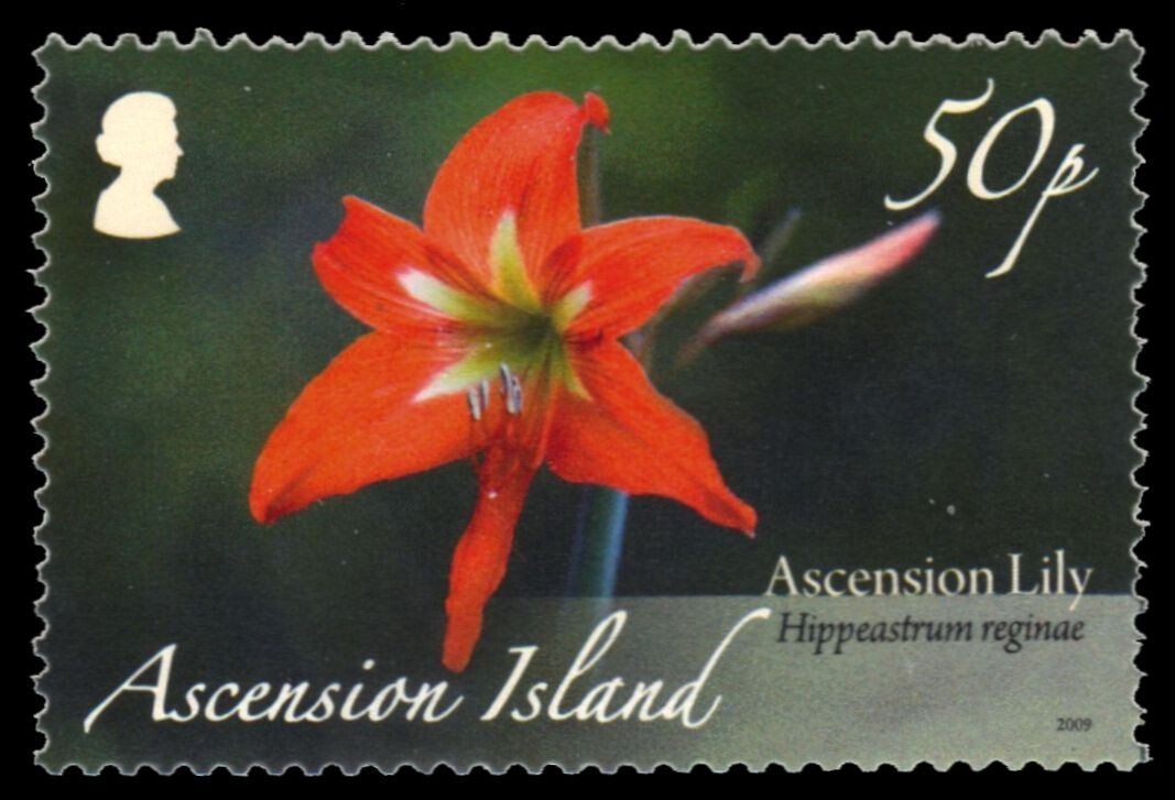 ASCENSION 978 (SG1045) - Ascension Lily \
