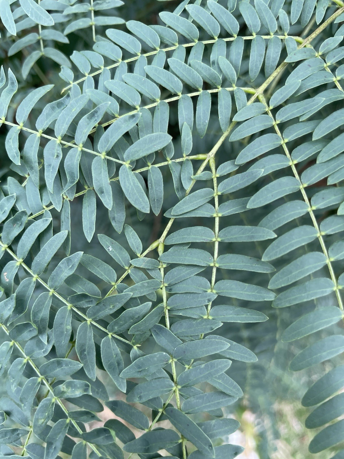 100 HAWAII Koa Haole Seeds Leucaena Livestock Fodder Nitrogen Fixing Organic