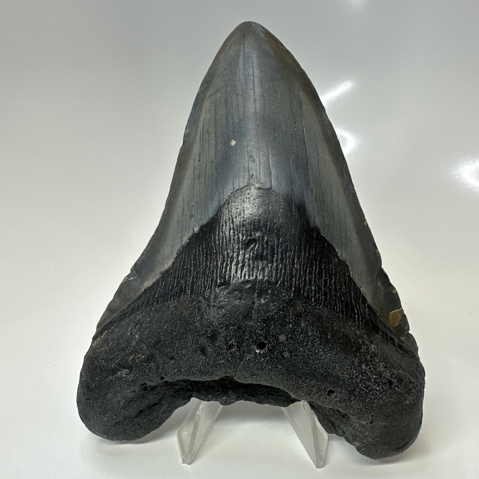 Megalodon Shark Tooth 4.95 Inch - Beautiful - Huge Fossil - Authentic 20725