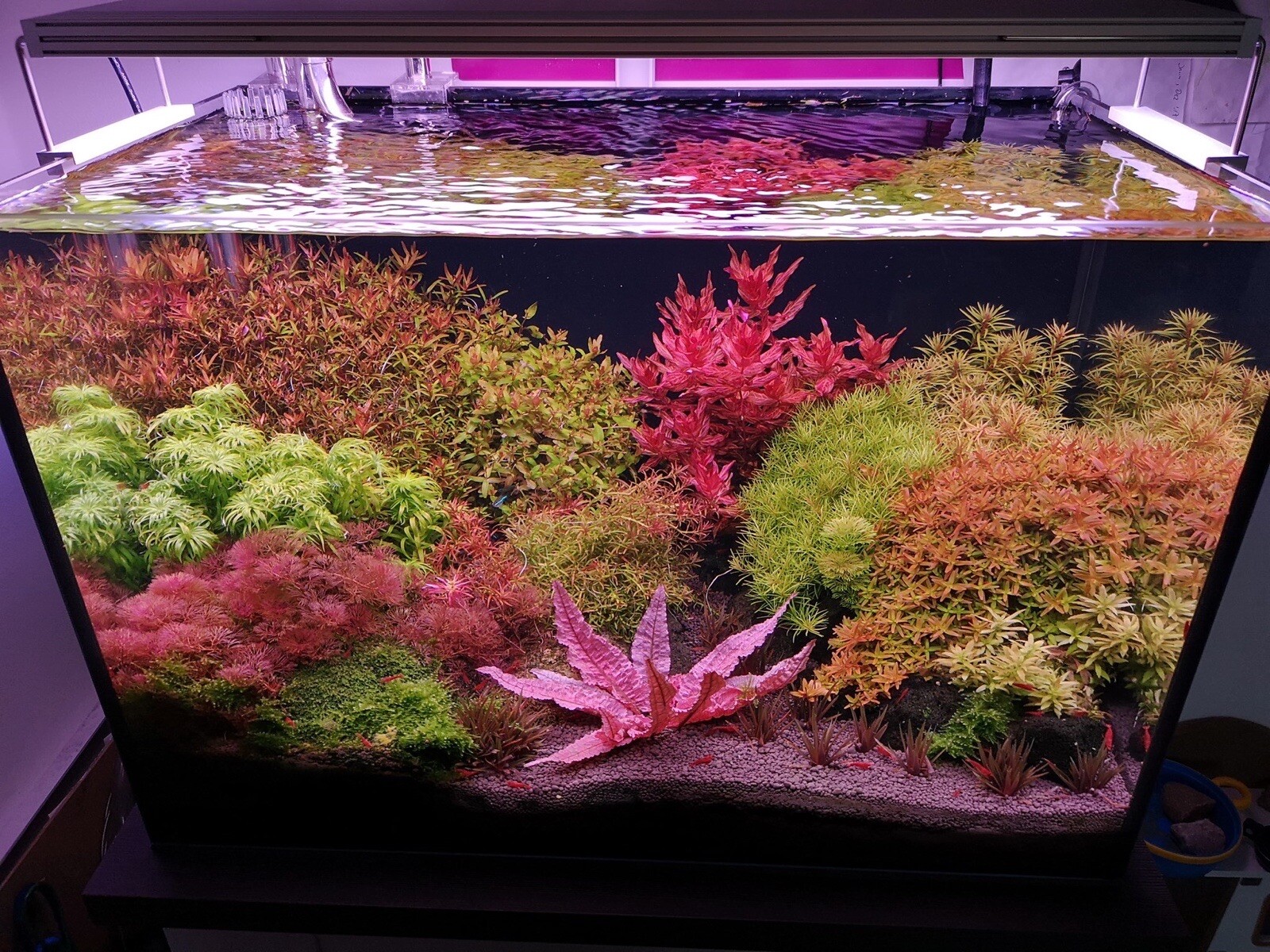 live aquarium plants 40 Stems Live Aquarium Plants PackAge Gorgeous