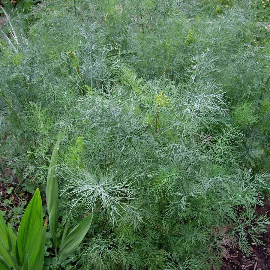 Dukat Dill Seeds | 500 Seeds | Heirloom / Non-GMO | | 1146 Dukat Dill Seeds | 500 Seeds | Heirloom / Non-GMO | | 1146