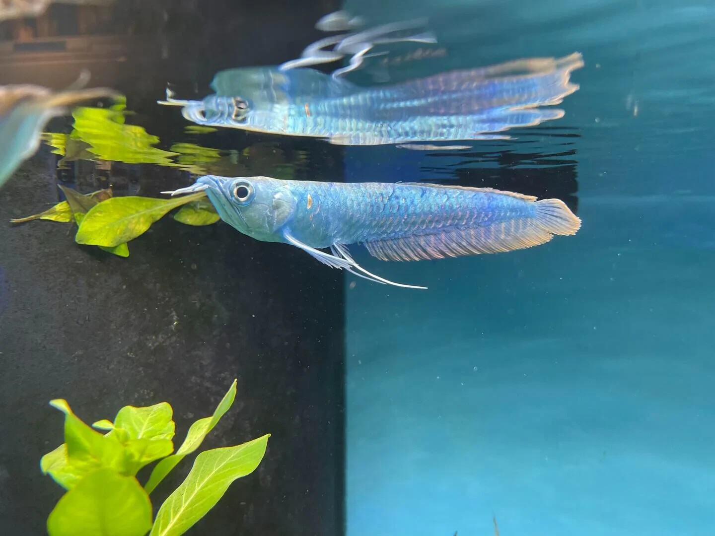 Silver Blueberry Arowana 4-5 Inch– Rare Live Freshwater Predator Fish for Aquari