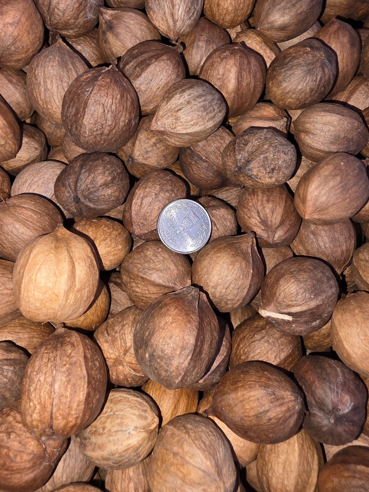 5 Lbs 2025 Organic South Carolina Shellbark Hickory Nuts Seed/Smokers/Wildlife 5 Lbs 2025 Organic South Carolina Shellbark Hickory Nuts Seed/Smokers/Wildlife