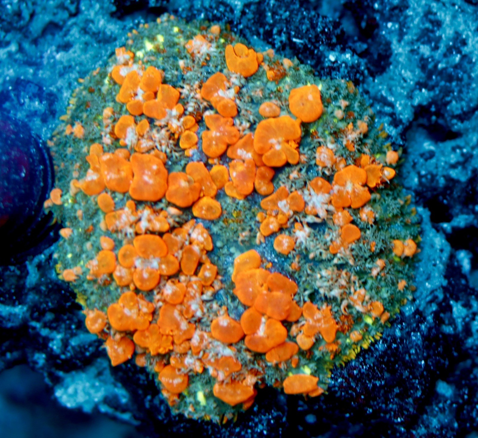 WWC Sunkist Bounce Mushroom Coral Frag Very Healthy all have bounce WWC Sunkist Bounce Mushroom Coral Frag Very Healthy all have bounce
